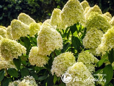Hortenzija šluotelinė ,Phantom' (lot. Hydrangea paniculata)